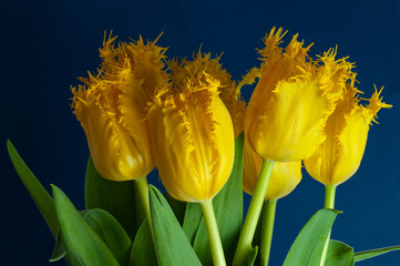 a bunch of yellow parrot tulips on blue background