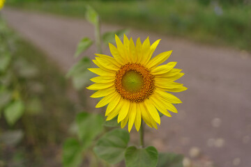 sunflower in the field