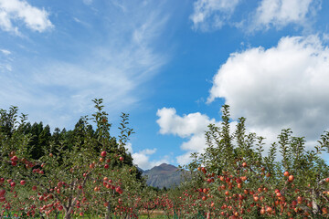 【青森県弘前市りんご】岩木山麓津軽の秋、りんご園は収穫中