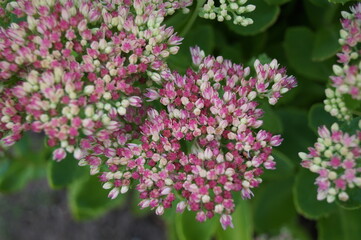 flowers of the magnificent sedum plant