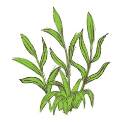 Vector grunge clipart of green plant bush with leaves. Colored lineart drawing of young Lilium stems isolated on white background