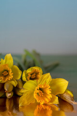 Background. Yellow daffodils buds in dark lighting. Close-up of flowers daffodils on a reflective...