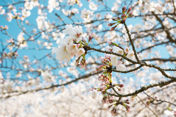 アップの桜の花の写真