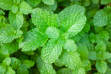 Peppermint or Mentha x piperita © voranat