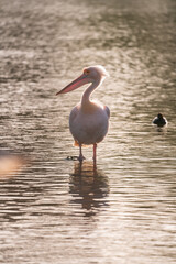 Pelican in St James Park