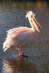 Pelican enjoying the sun in St James Park