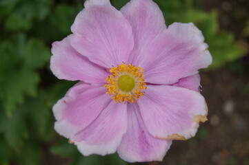 pink flower of autumn anemone