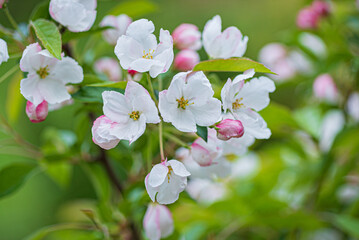 apple blossom in the garden