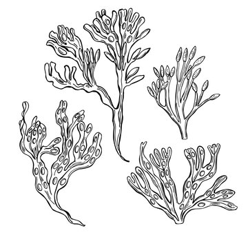 Edible  algae.  Vector  illustration.