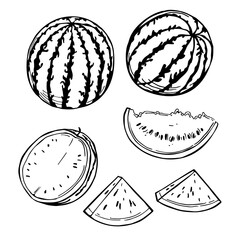 Watermelon. Vector   illustration.