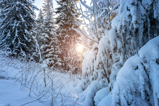 Winter forest snow background. Snowy white Christmas tree in sunshine. Frost nature scene with beautiful morning sun, blue sky. Frosty, cold weather. Panoramic image.