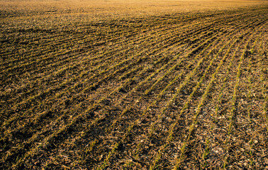 field of corn