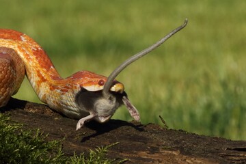 A Corn snake (Pantherophis guttatus or Elaphe guttata) after hunt eating a mouse. A red, orange and yellow Corn snake on the wood with a green moss and green background. 