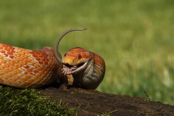 A Corn snake (Pantherophis guttatus or Elaphe guttata) after hunt eating a mouse. A red, orange and yellow Corn snake on the wood with a green moss and green background. 