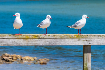 Seagulls on the wharf