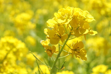 菜の花 菜花 美しい 満開 綺麗 美しい 黄色 優美 淡い 穏やか のどか ぼかし 春