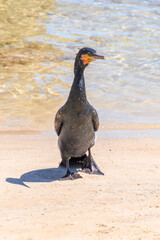 Great Cormorant on the beach