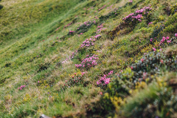 Obraz premium Carpathian mountains, summer, clouds, flowers, forest