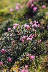 Carpathian mountains, summer, clouds, flowers, forest