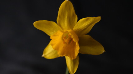Naklejka na ściany i meble yellow daffodil flower