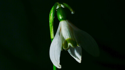 snowdrop flower