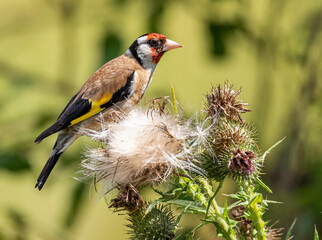 Goldfinch on a thistle