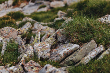Carpathian mountains, summer, clouds, flowers, forest