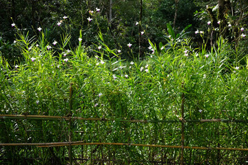 Blooming Wild orchid field in the tropical forest at countryside in Thailand