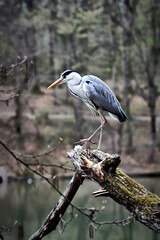 Heron
