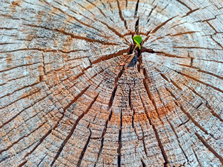 Leaf growing in place of sawn tree. Ecological problems. Deforestation
