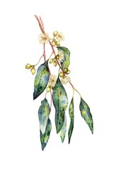 Watercolor illustration. Green branch eucalyptus tree with green and blue leaves and white flowers. For invitation, wedding, greeting cards, poster.