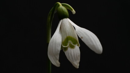 snowdrop flower on black background