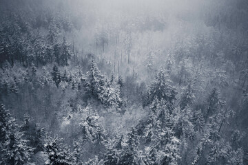 Drzewa za mgłą - obrazy, fototapety, plakaty