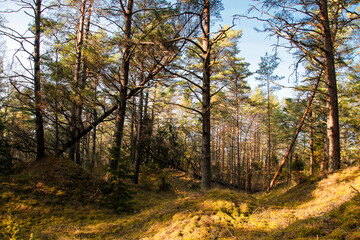 path in forest