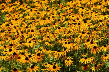 field of yellow flowers
