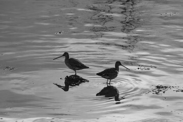 Black-tailed Godwit (Limosa limosa), Victoria Park, Belfast, Northern Ireland, UK