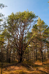 Fototapeta premium Spring in the interesting forest
