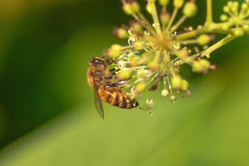 Honigbiene bei der Nahrungssuche auf Blüten