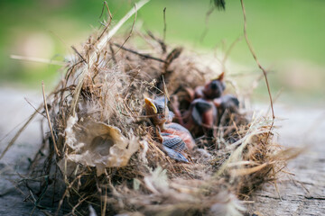 Group of hungry baby birds sitting in their nest on blooming
