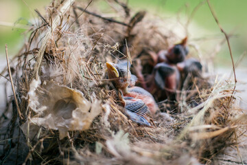 Group of hungry baby birds sitting in their nest on blooming