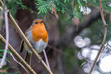 European Robin (Erithacus rubecula), Victoria Park, Belfast, Northern Ireland, UK