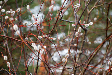 Easter tree