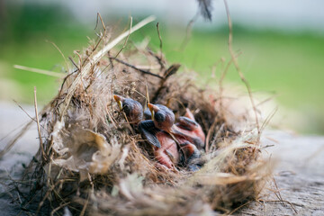 Group of hungry baby birds sitting in their nest on blooming