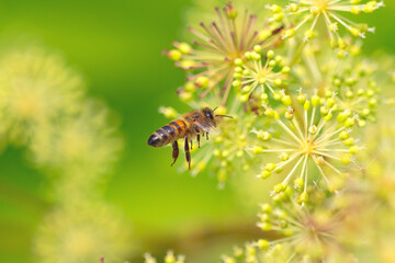 Biene im Flug. Eine Biene auf Nahrungssuche.
