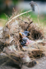 Group of hungry baby birds sitting in their nest on blooming