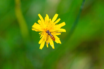 Eine Hainschwebfliege auf der gelben Blüte des Wald-Habichtskrautes.