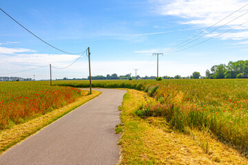 Sommerliches Feld kurz vor der Reife. Eine Asphaltstraße schlängelt sich durch die Felder. Der...