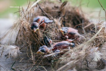 Group of hungry baby birds sitting in their nest on blooming