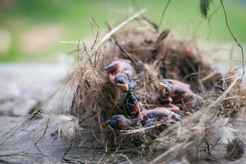 Group of hungry baby birds sitting in their nest on blooming