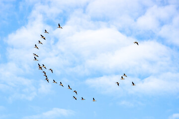 Vogelzug. Zugvögel fliegen in ihr Winterquartier.